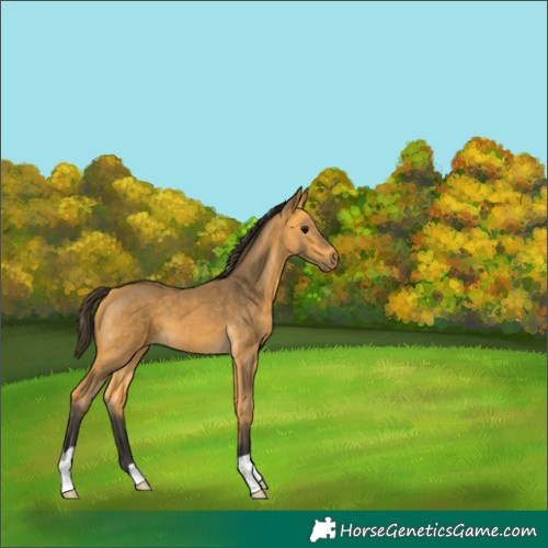 Horse Color:Buckskin 