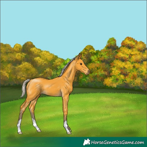 Horse Color:Silver Buckskin 