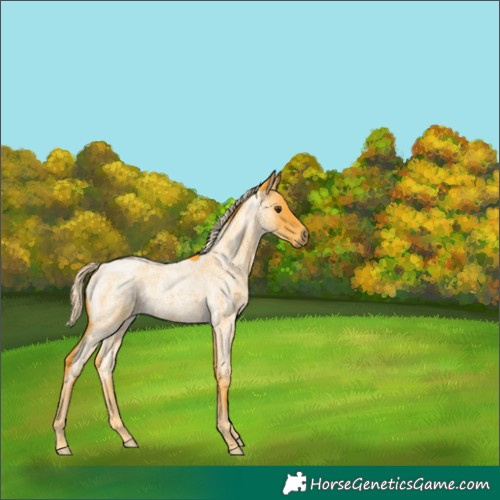 Horse Color:Palomino Roan 