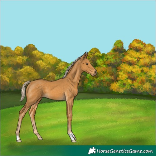 Horse Color:Palomino