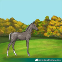 Horse Color:Silver Smoky Black