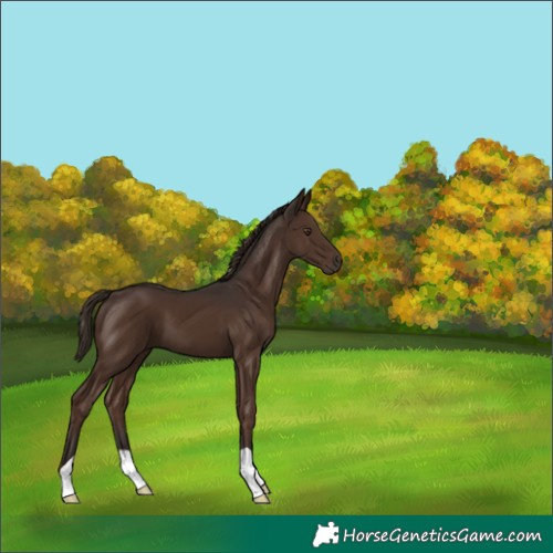 Horse Color:Liver Chestnut 