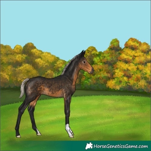 Horse Color:Gray Silver Smoky Black