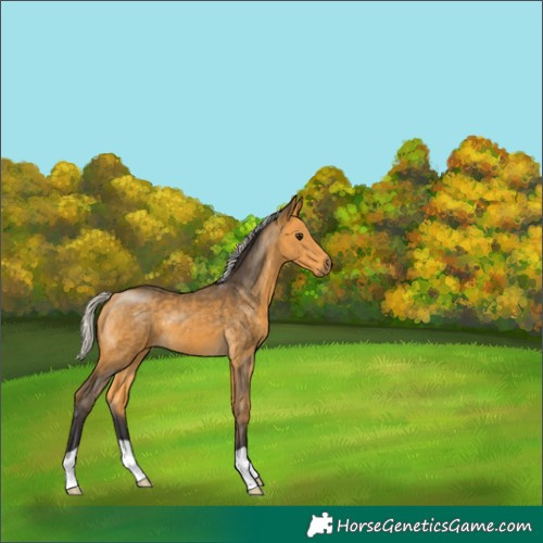 Horse Color:Silver Buckskin 