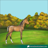 Horse Color:Silver Buckskin