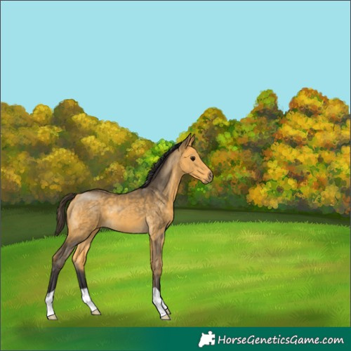Horse Color:Buckskin 