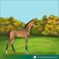 Horse Color:Buckskin