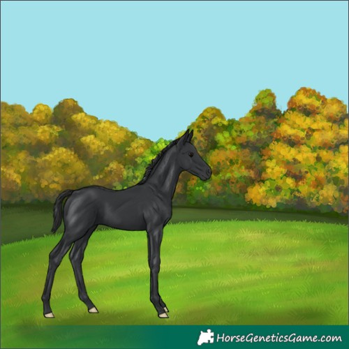 Horse Color:Black 