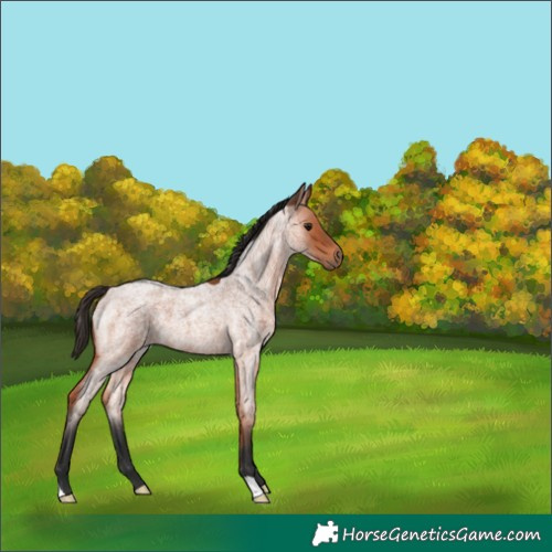Horse Color:Bay Roan 