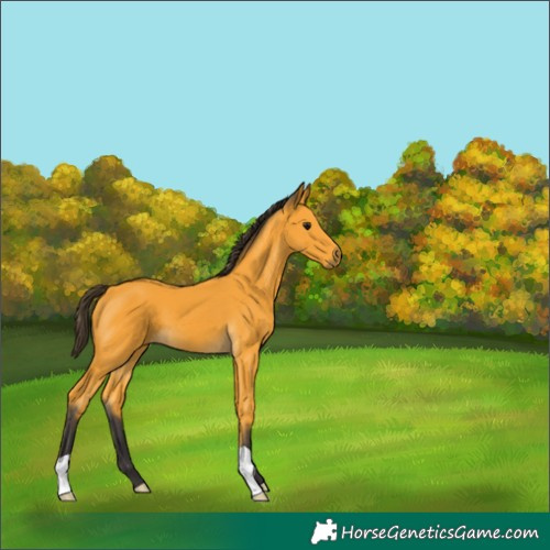 Horse Color:Buckskin 