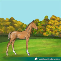 Horse Color:Palomino