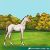 Horse Color:Red Roan