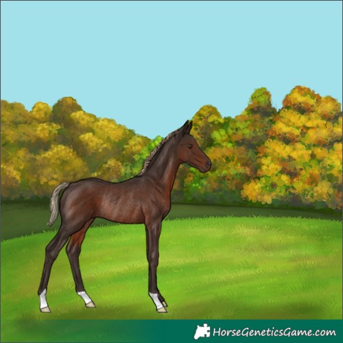 Horse Color:Liver Chestnut Rabicano 