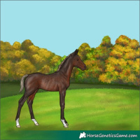 Horse Color:Liver Chestnut Rabicano