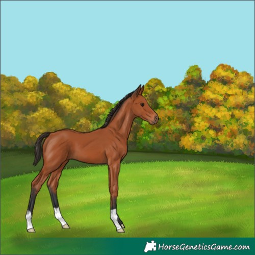 Horse Color:Bay 