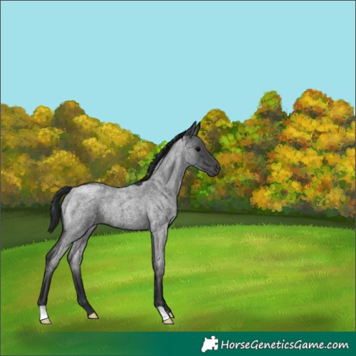 Horse Color:Blue Roan 