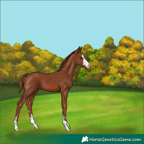 Horse Color:Chestnut 