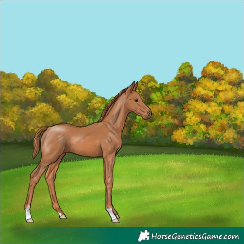 Horse Color:Chestnut 