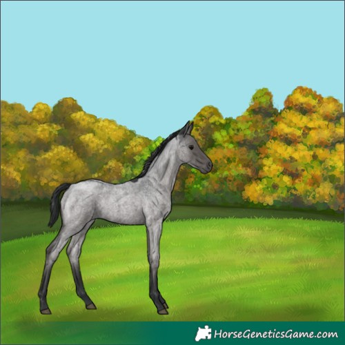 Horse Color:Blue Roan 