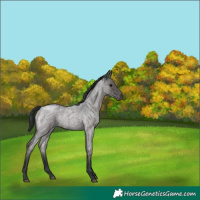 Horse Color:Blue Roan 