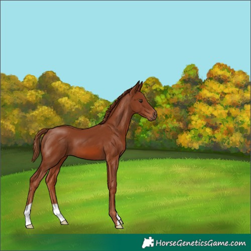 Horse Color:Chestnut 