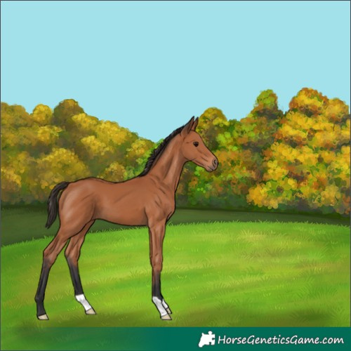 Horse Color:Bay 