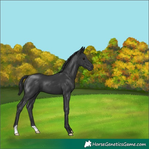 Horse Color:Black 