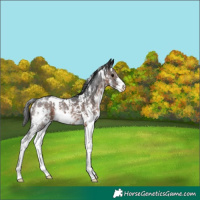 Horse Color:White Spotted Brown Sabino 