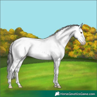 Horse Color:Brown Sabino Splash 