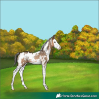 Horse Color:White Spotted Bay Dun Sabino Splash Rabicano