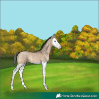 Horse Color:Bay Dun Sabino Splash