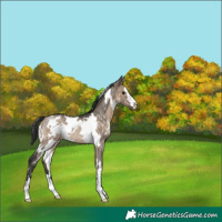 Horse Color:White Spotted Brown Dun Rabicano 
