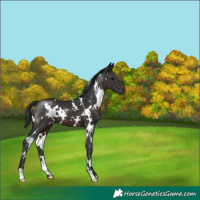 Horse Color:White Spotted Brown 