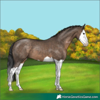 Horse Color:Brown Dun Splash 
