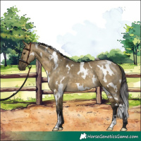 Horse Color:White Spotted Buckskin Dun 