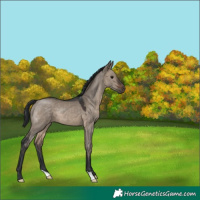 Horse Color:Brown Dun