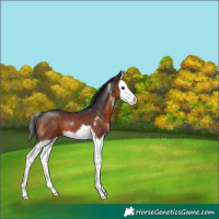 Horse Color:Brown Sabino Splash