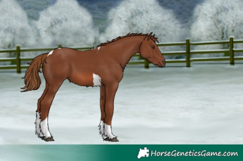 Horse Color:Chestnut Tobiano