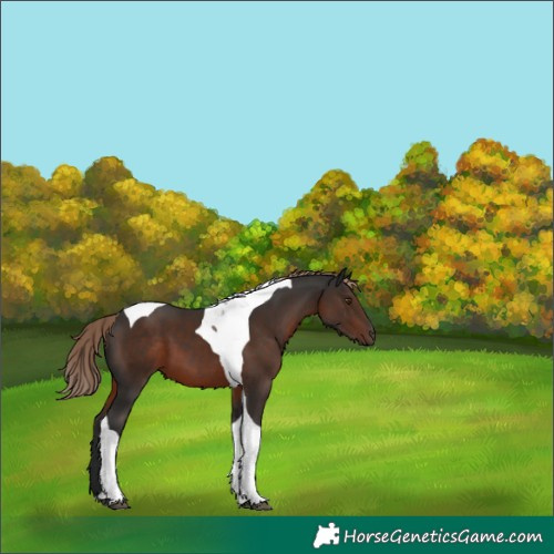 Horse Color:Liver Chestnut Tobiano