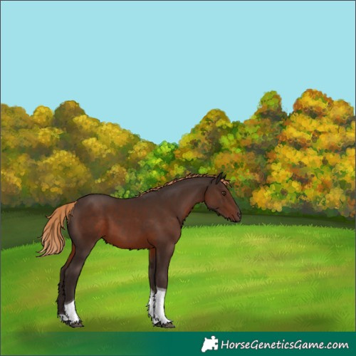 Horse Color:Liver Chestnut Tobiano