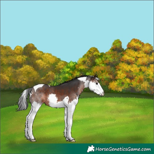 Horse Color:Brown Splash Tobiano