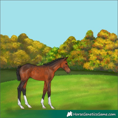 Horse Color:Brown 