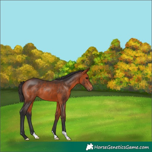 Horse Color:Bay 