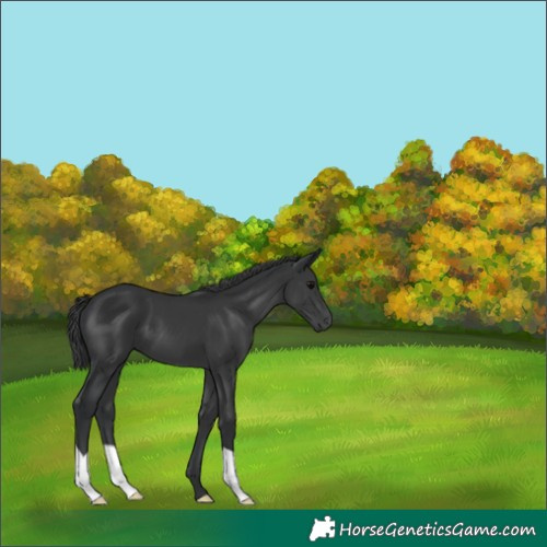 Horse Color:Black 