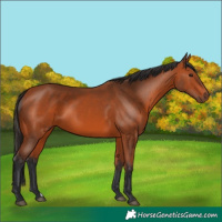 Horse Color:Bay 