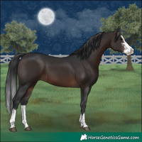 Horse Color:Brown Sabino Splash