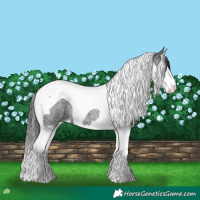 Horse Color:Blue Roan Splash Tobiano 