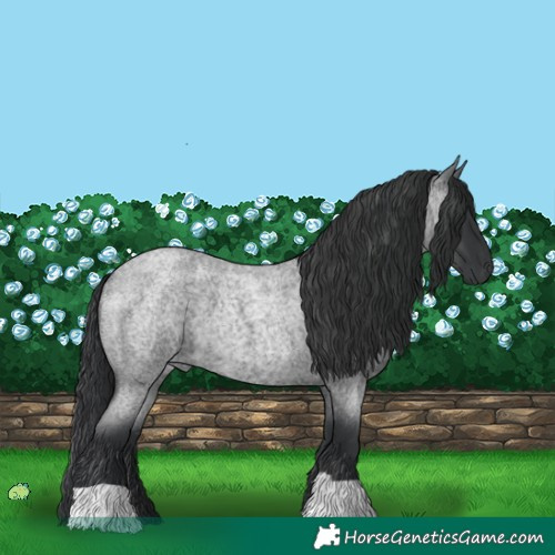 Horse Color:Blue Roan 