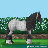 Horse Color:Blue Roan