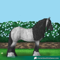 Horse Color:Blue Roan 